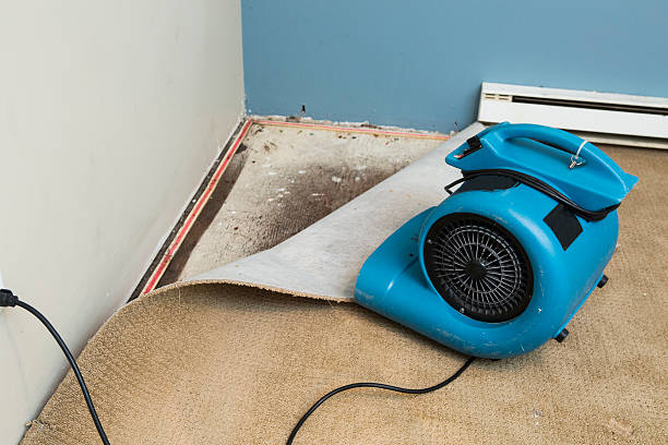 Best Water damage contractors near me  in Appleton, MN